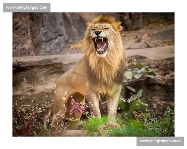 非洲雄狮咆哮，2026世界杯投注谁主沉浮！